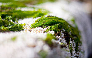 Close-up, Grass, Snow, Green, White Wallpaper