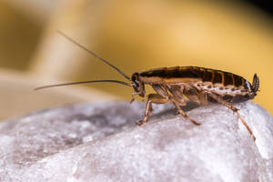 Close-up Image Of A Baby German Cockroach Wallpaper
