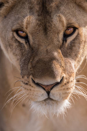 Close-up Lioness Face Wallpaper