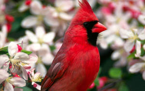 Close-up Northern Cardinal Beautiful Birds Wallpaper