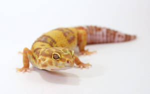 Close-up Of A Beautiful Leopard Gecko Wallpaper