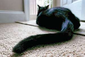 Close-up Of A Black Cat Showing Off Butt Wallpaper