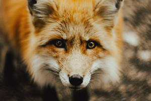 Close-up Of A Sakhalin Fox Wallpaper