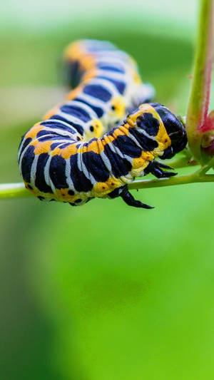 Close-up Of A Vibrant, Detailed Caterpillar With Black Legs Wallpaper