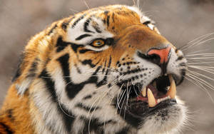 Close Up Of An Angry Tiger Wallpaper