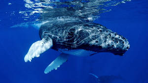 Close-up Of Black Humpback Whale Wallpaper