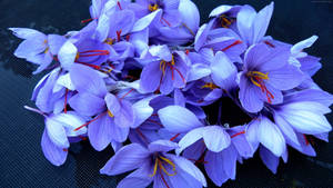 Close-up Of Blue Saffron Crocus Flowers Wallpaper
