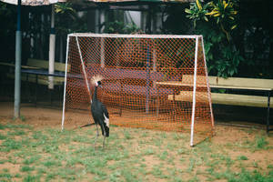 Close-up Of Crane With Goal In Sierra Leone Wallpaper