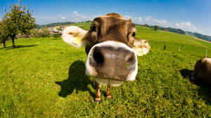 Close-up Of Cute Cow Snout Wallpaper