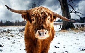 Close-up Of Cute Cow Standing On Snow Wallpaper