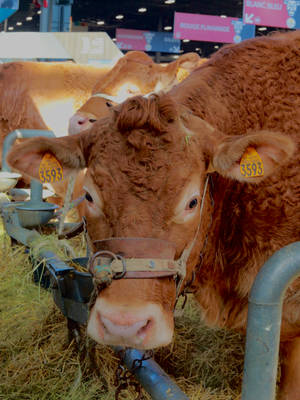 Close-up Of Cute Cow With Halter Wallpaper