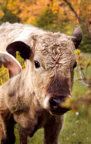Close-up Of Cute Cow With Light Brown Fur Wallpaper