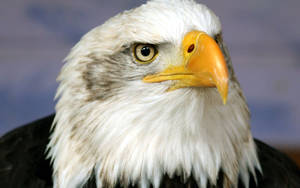 Close-up Of Eagle Head Wallpaper