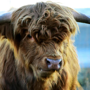 Close Up Of Highland Cow Wallpaper