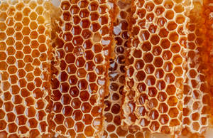 Close-up Of Honey Filled Honeycomb Wallpaper