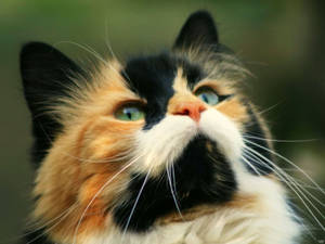 Close-up Of Kawaii Cat Wallpaper