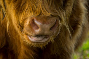 Close-up Of Mouth Of Cute Cow Wallpaper