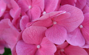 Close-up Of Pink Flower Wallpaper