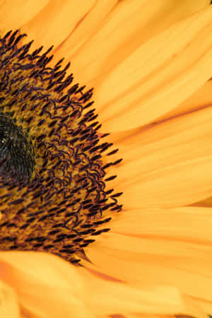 Close-up Of Sunflower Phone Wallpaper