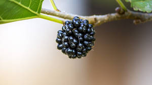 Close-up On Ripened Black Mulberry Fruit Wallpaper