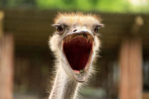 Close Up Ostrich Open Mouth Wallpaper