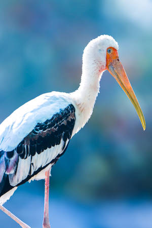 Close-up Painted Stork Beautiful Birds Wallpaper