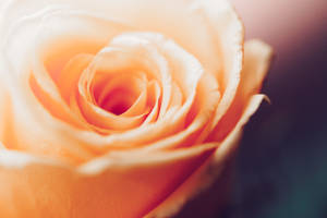Close-up Peach Beautiful Rose Hd Wallpaper