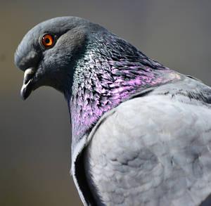 Close Up Pigeon Beautiful Birds Wallpaper