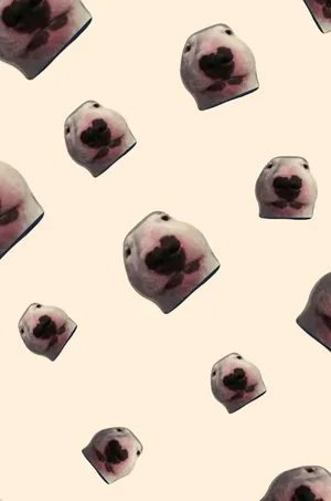 Close-up Portrait Of Walter The Internet-famous Dog Wallpaper