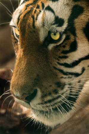 Close-up Portrait Tiger Iphone Wallpaper