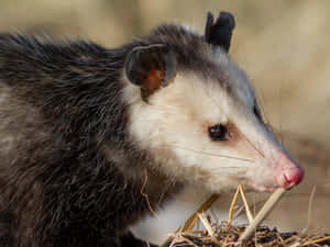 Close Up Possumin Nature.jpg Wallpaper