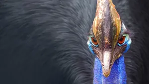 Close-up Shot Cassowary Wallpaper