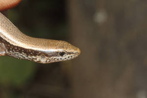 Close-up Shot Of A Brown Ground Skink Wallpaper