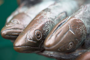 Close Up Shot Of Herring's Head Wallpaper