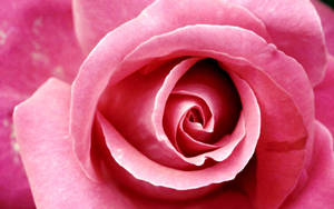 Close-up Shot Pink Beautiful Rose Hd Wallpaper