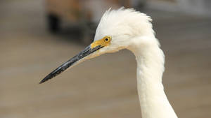 Close-up Snowy Egret Everglades National Park Wallpaper