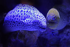 Close-up View Of Black-spotted Leopard Moray Eel In Its Natural Habitat Wallpaper