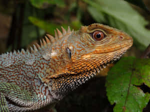 Closeup Forest Lizard.jpg Wallpaper