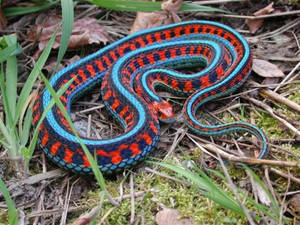 Closeup Of A Non-venomous California Garter Snake Wallpaper