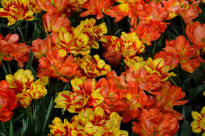 Closeup Orange And Yellow Tulips Wallpaper