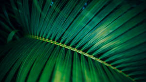 Closeup Palm Leaf Plant 4k Background Wallpaper