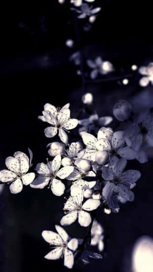 Closeup Photo Of A Beautiful Black And White Flower. Wallpaper