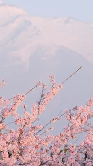 Cloudy Aesthetic Cherry Blossom Wallpaper