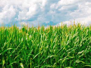 Cloudy Corn Plantation Wallpaper