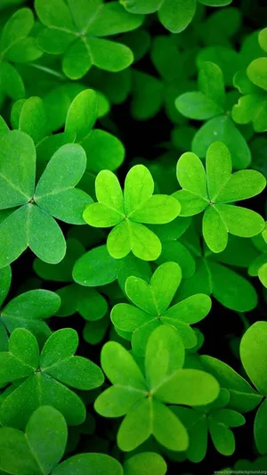 Clover Leaves Aesthetic Wallpaper