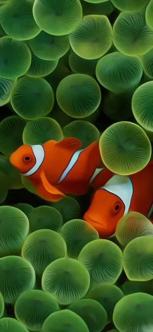 Clown Fish Iphone Wallpaper
