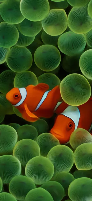 Clown Fish Iphone Green Aesthetic Eggs Wallpaper