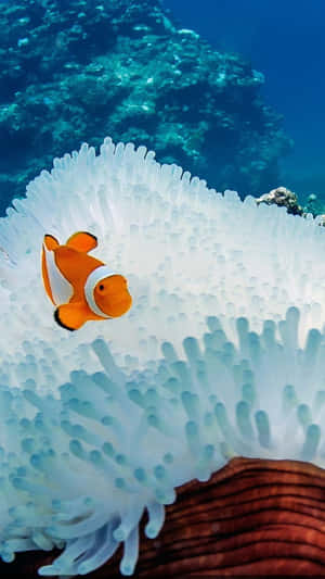 Clown Fish Iphone White Sea Anemone Wallpaper