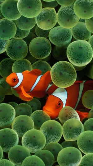 Clownfish For Ios 3 Wallpaper