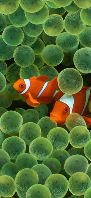 Clownfishes At Reef Ios 16 Wallpaper
